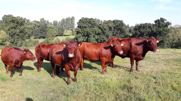 New cattle mooo-ve into Green Flag Award country park