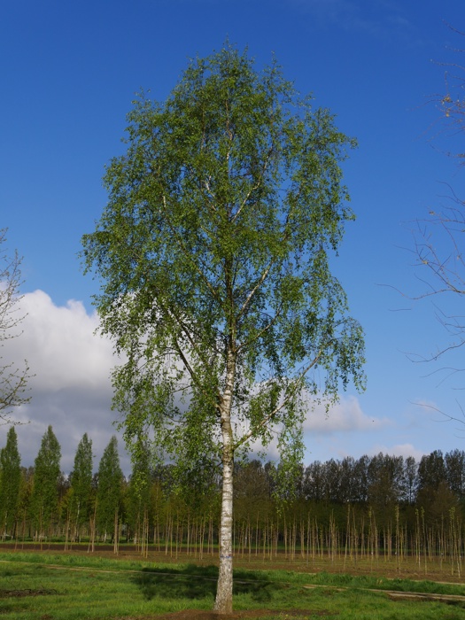 Silver Birch tree