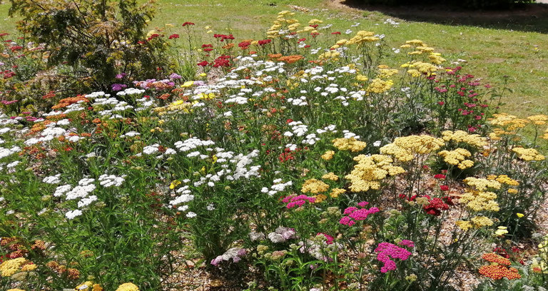 Worth Park plants added to national collection